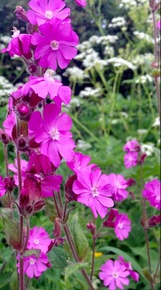 6-6-21_social_naseby_flowers